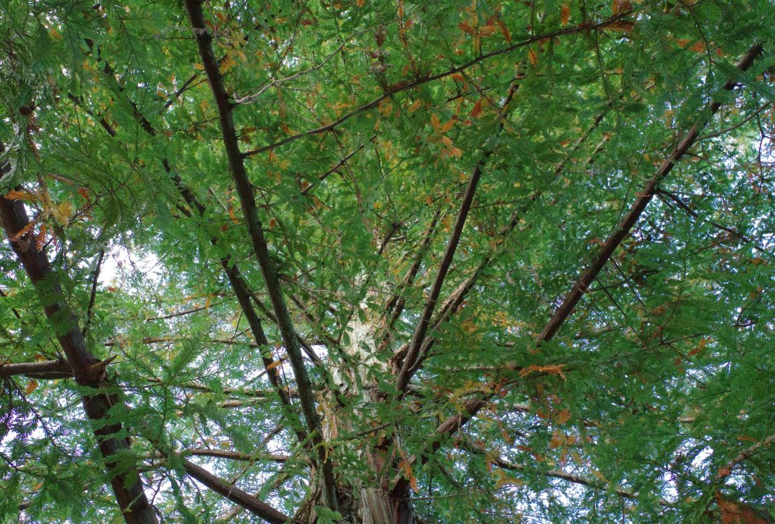 Melyik ágvágó a legjobb