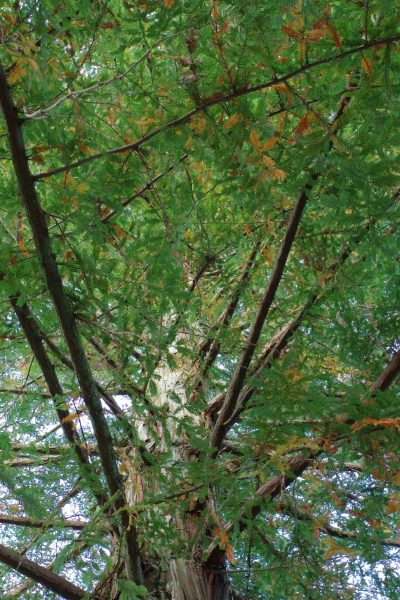 Melyik ágvágó a legjobb