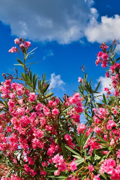 Leander gondozása: így hoz még több virágot